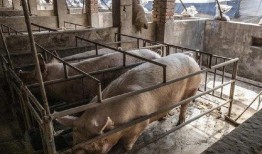 印尼猪瘟最新爆料图册,揭秘爆发原因与防控措施