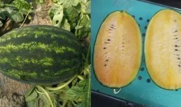 博雅吃瓜网红是谁啊图片,网络红人的崛起之路